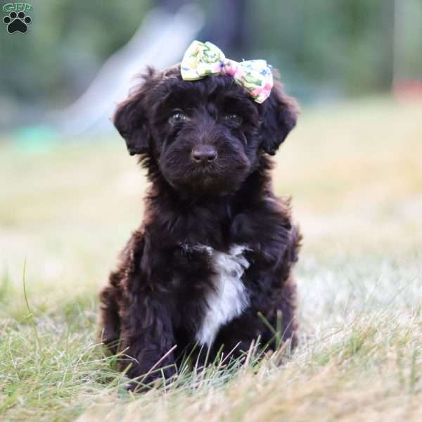 Skye, Portuguese Water Dog Puppy